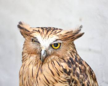 Close-up portrait of a bird