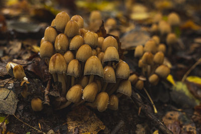 nature