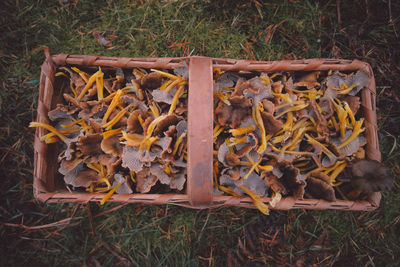 High angle view of fallen dry leaves on field