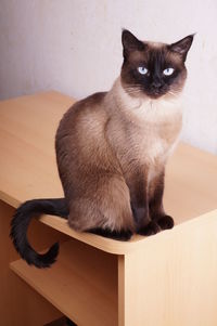 Portrait of siamese cat sitting on table
