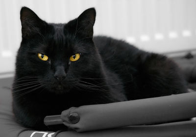 Close-up portrait of black cat sitting on floor