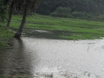 Scenic view of river in forest