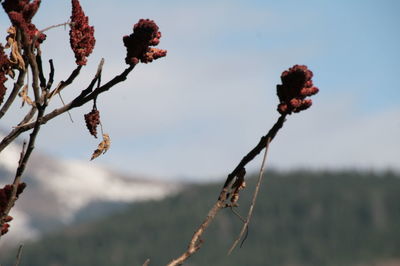 Close-up of red flowering plant against sky