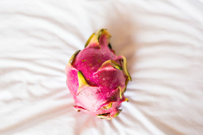 Close-up of pink rose on table