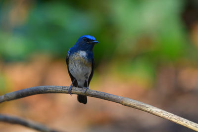 Close-up of bird perching on metal