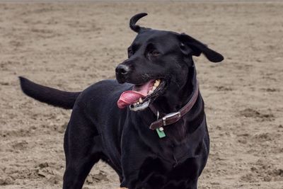 Close-up of black dog on field