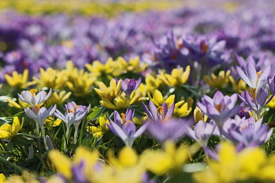 Close-up of purple crocus flowers on field