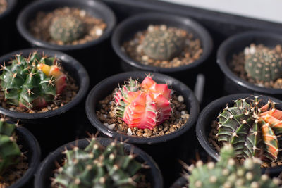 High angle view of potted plants