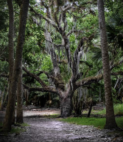 Trees in forest