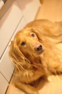 Close-up of dog at home