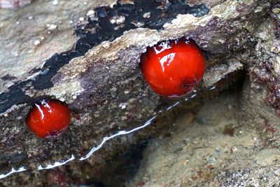 Close-up of red fruit