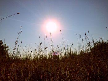 Low angle view of plants growing on field against bright sun