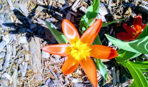 Close-up of orange flowers blooming outdoors