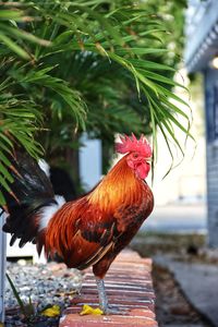 Beautiful rooster roaming free in kwy west, florida