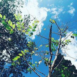 Low angle view of tree against sky