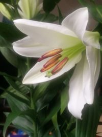 Close-up of white flowering plant