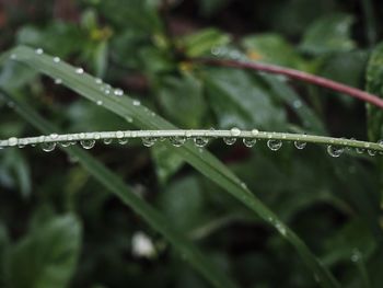 Close-up of wet plant during rainy season