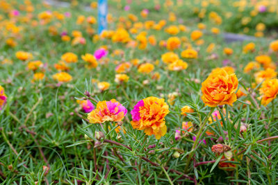 Close-up of fresh flowers in field