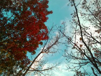 Low angle view of trees against sky