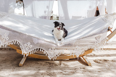 Dog sitting on seat at beach