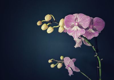 Close-up of pink flowering plant against black background
