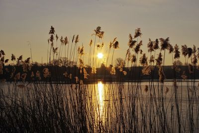 Silhouette plants by lake against sky during sunset