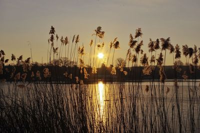 Silhouette plants by lake against sky during sunset