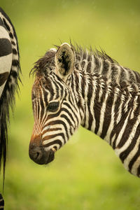 Close-up of plains zebra foal behind mother