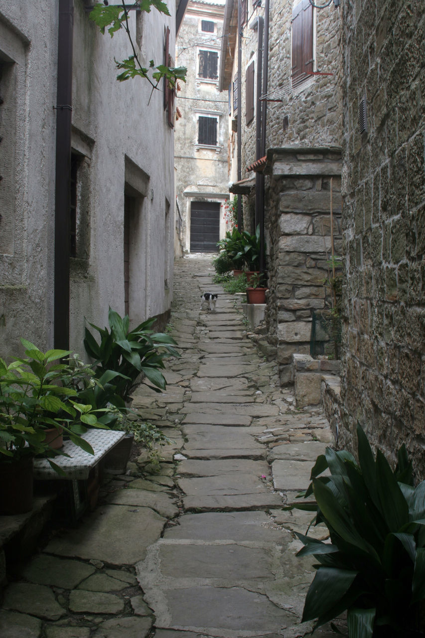 POTTED PLANTS ON ALLEY AMIDST BUILDINGS