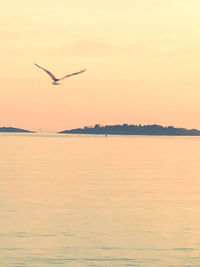 Seagull flying over sea against sky