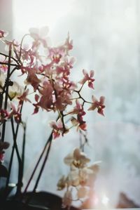 Close-up of flowers on branch