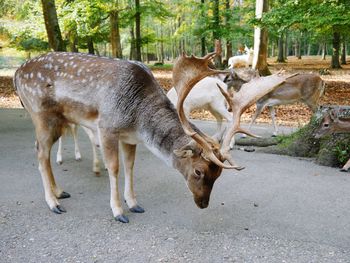 Deer standing on the ground