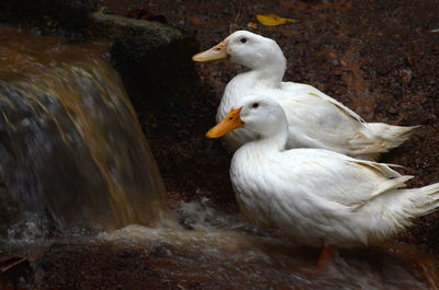 Close-up of birds in water
