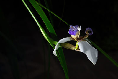 Close-up of insect on plant at night