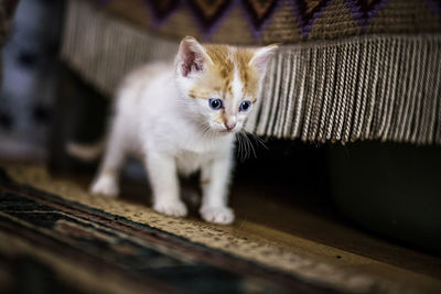 Portrait of kitten