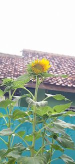 Close-up of sunflower against clear sky