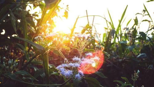 Close-up of flowering plants on field against sky