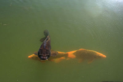 Fish swimming in sea