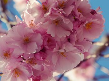 Close-up of pink flowers