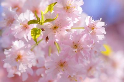 Close-up of pink cherry blossoms