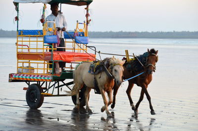 Man riding horse cart at beach against sky