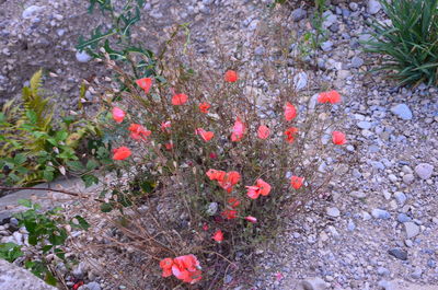 Close-up high angle view of plants