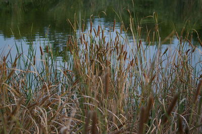 Close-up of plants in lake