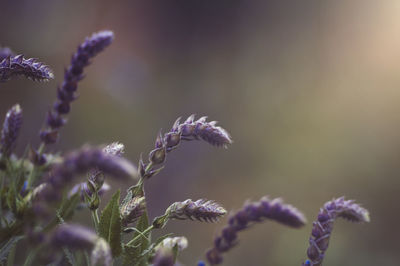 Close-up of purple flowering plant