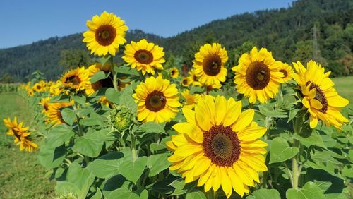 Close-up of yellow flowering plants on field