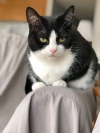 Close-up portrait of cat relaxing at home