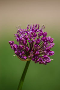 Close-up of purple flower against white background