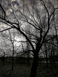 Low angle view of tree against sky