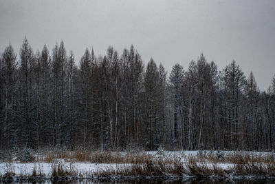 Trees in forest during winter