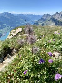 Close-up of flowering plants against mountain range